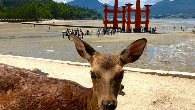 広島宮島呉2泊3日段取り旅②行程表有り♪