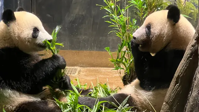 大人の遠足！天気のいい日に上野動物園へ