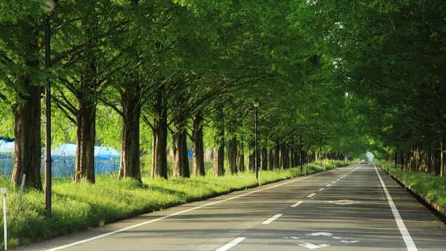 いつでも絶景！メタセコイア並木