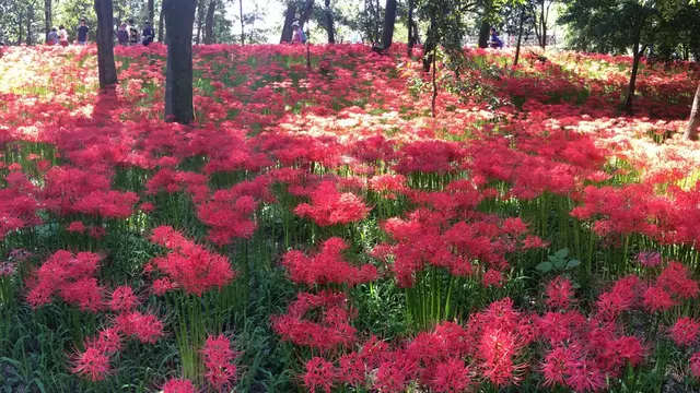 日高市で秋をすごす