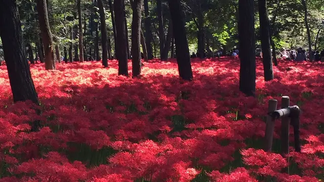 9月19日満開、埼玉県日高市、曼珠沙華
