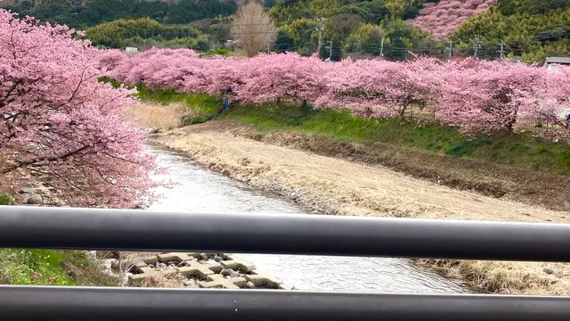 河津桜〜熱海🌸電車旅♪行程表有り