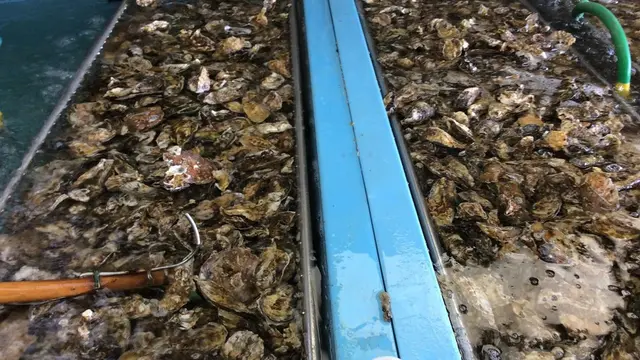 旬の牡蠣を満喫!相生赤穂でコテージ泊の旅*(^o^)/*