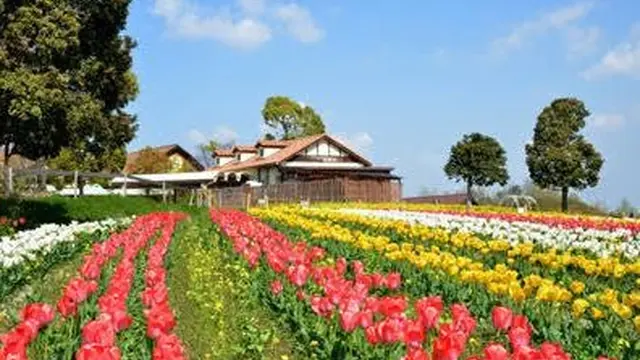 大阪の餅つき大会を巡る旅2016