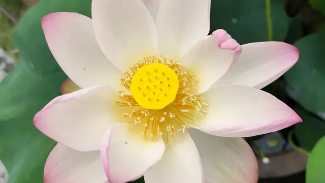 夏の京都を満喫～祇園祭と蓮の花