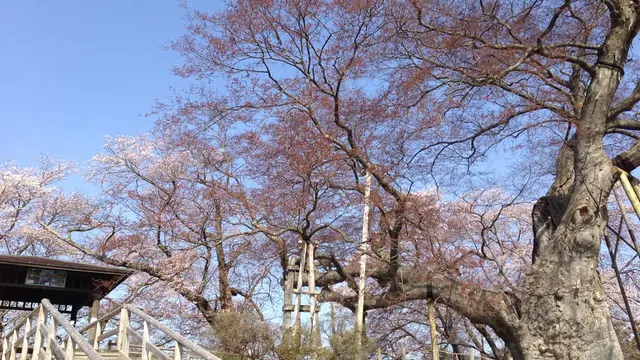 平安〜幕末まで、歴史ある田園地域神指町(これでも会津若松市です。）
