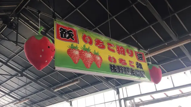 噂のイチゴ狩り〜とちおとめ♡