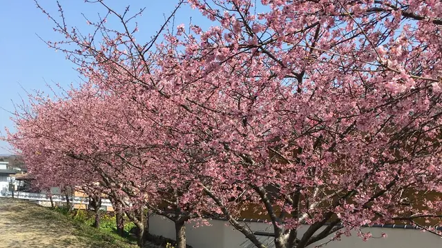 熱海・函南の桜めぐり