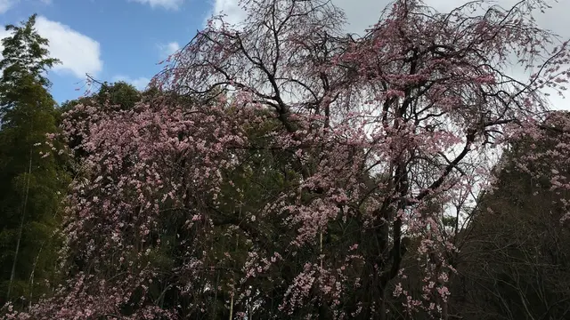 【松戸】花めぐり