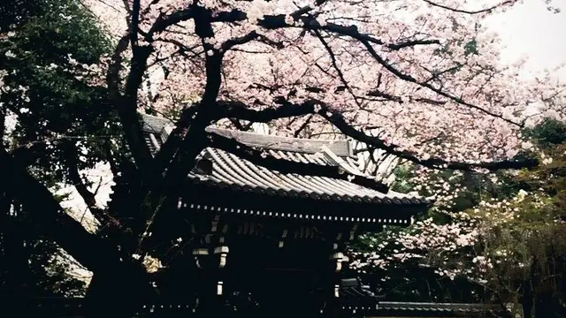 都心の桜めぐり