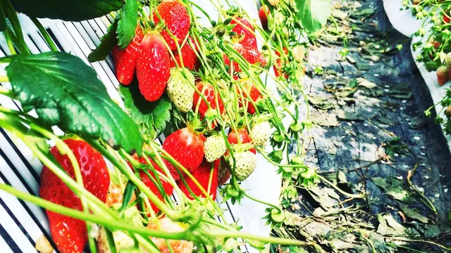 食都神戸をアソビ倒せ!(更新中)