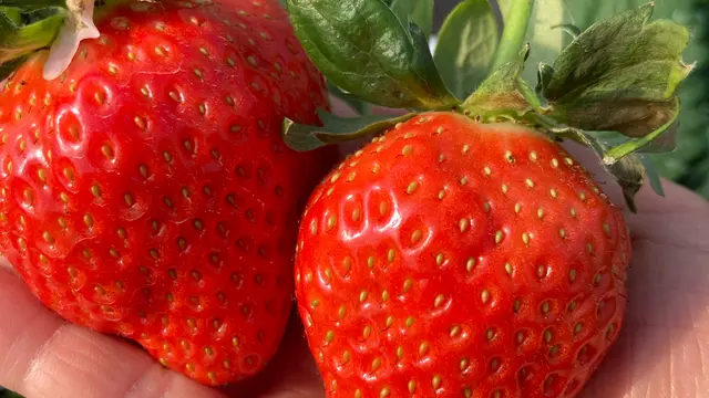 万葉の面影をたどる春旅～明日香から橿原〜御所へ