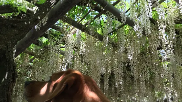 藤めぐり 河内藤園と吉祥寺の藤