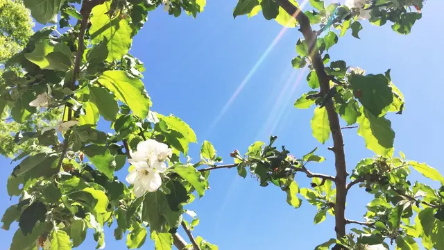 笛吹子ども連れの旅