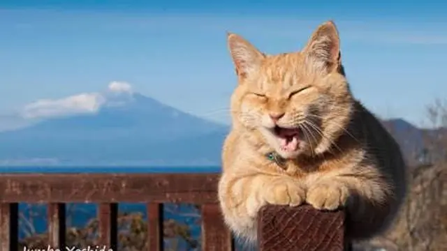 開運!幸せの西伊豆パワースポットめぐり 青の洞窟と猫店長に会いにいこう!