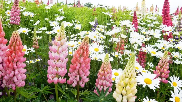 北海道はでっかいどう♡花畑とグルメとアニマル堪能!〜道央編〜