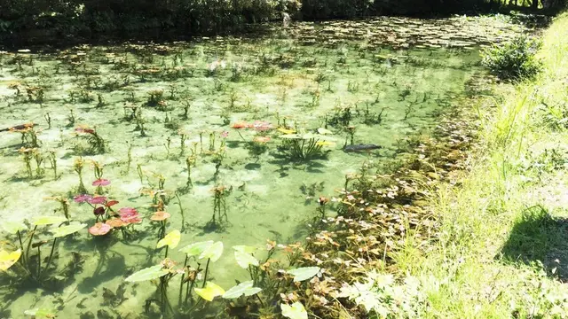 岐阜の紫陽花ロードへ🚙