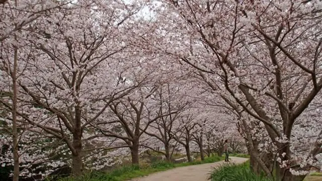 四季を感じることのできる島「対馬」