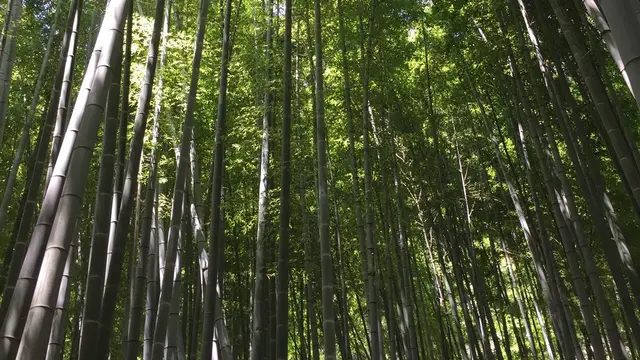 初めての鎌倉〜藤沢一泊二日の旅