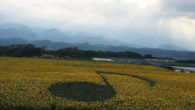 桃パフェにひまわり畑、花火…インスタが盛り上がるスポット満載!山梨夏の小旅行♪