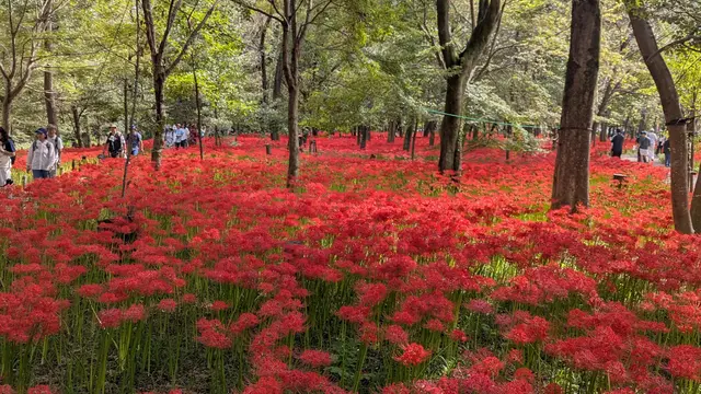 埼玉県巾着田の彼岸花＆ヴィーガンカフェ