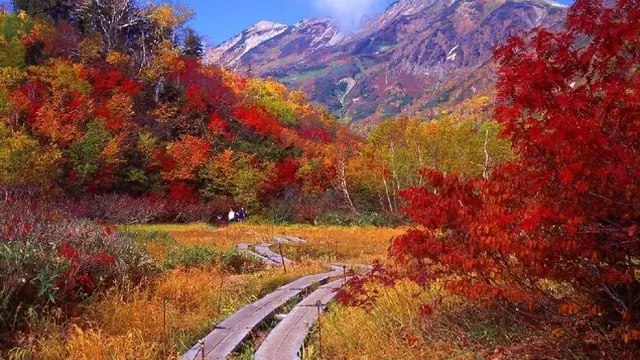 白馬栂池高原の紅葉