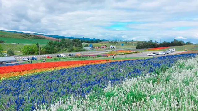 旭川出発🚙美瑛と富良野を半日でサクッと楽しもう!