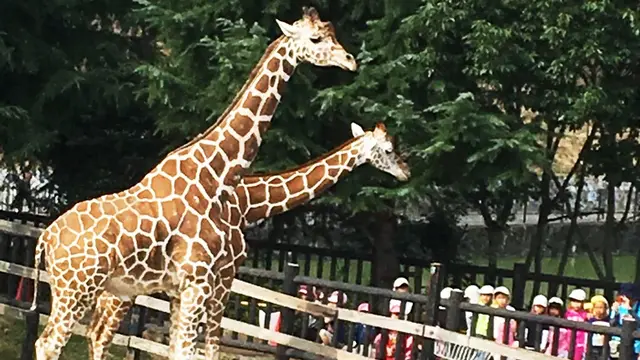 こどもが大満足な動物園