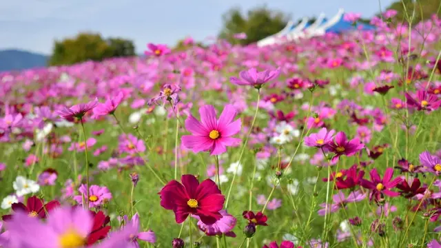 万博公園とニフレルで秋デート!