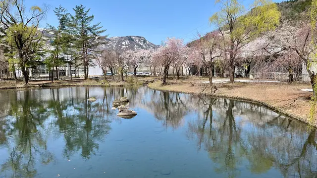 新潟、桜とお酒と湯沢温泉の旅