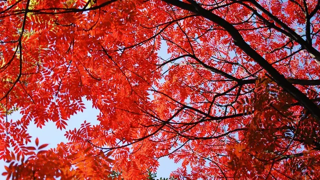 六義園から根津神社の紅葉を巡る