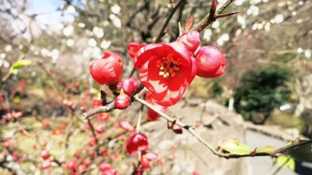 熱海の梅と桜とゆりかもめ