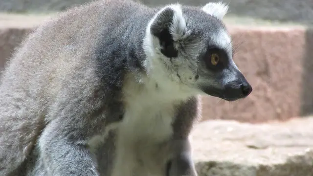 【大阪デート！】NIFRELでたくさん癒されちゃお(๑ˊᗜˋ๑)