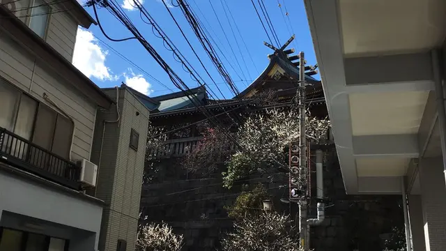 湯島の梅まつり、終わる頃にいきましょうか。 梅の実がなってくる頃が。