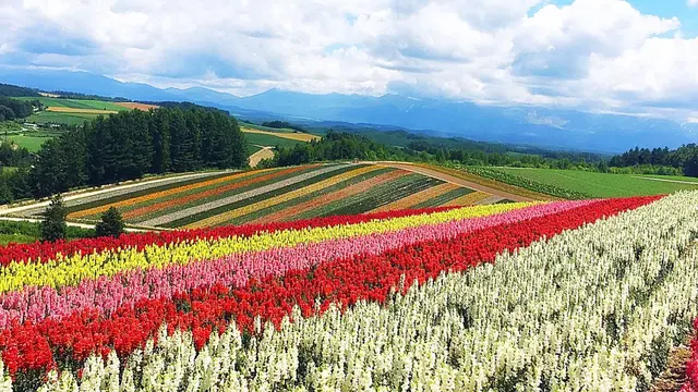 美瑛、旭川でたっぷり深呼吸!自然も食も堪能ツアー⁂