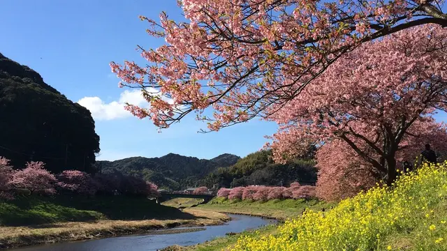 河津桜と菜の花のコントラストが美しい！「みなみの桜と菜の花まつり」