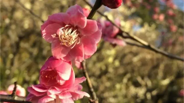 2月3月が見頃♡梅園と古民家カフェを楽しむ池上散歩
