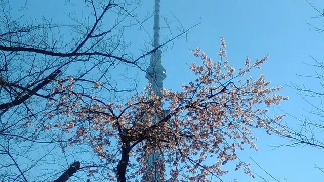 テラスが気持ち良い隅田川散歩　蔵前橋(両国)～吾妻橋(浅草)
