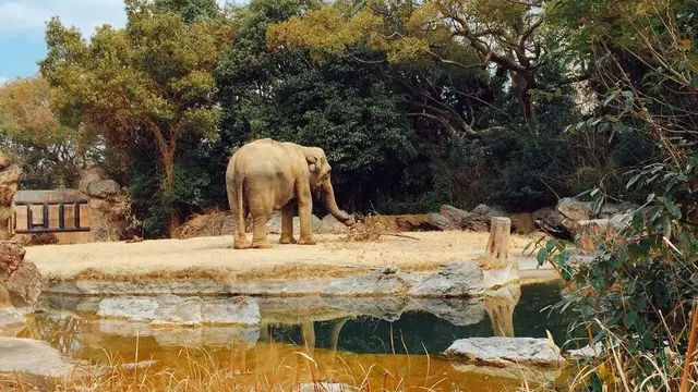 天王寺動物園＋α