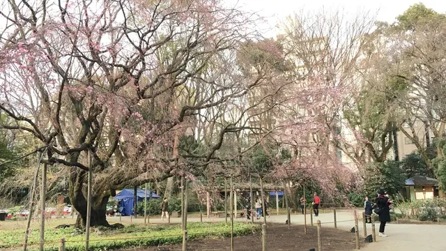 山手線さんぽ。駒込駅