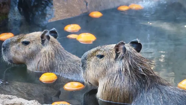 伊豆でカピバラで癒される