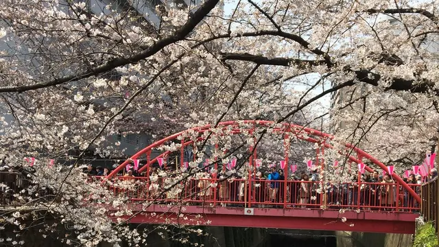 東横線沿いを巡る春の歩きまくり食べまくりお花見デート【中目黒/祐天寺/三宿/横浜】