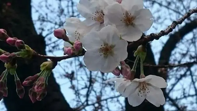 目黒川花見散歩