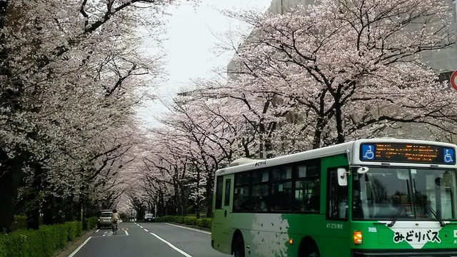 🌸練馬区のお花見情報🌸