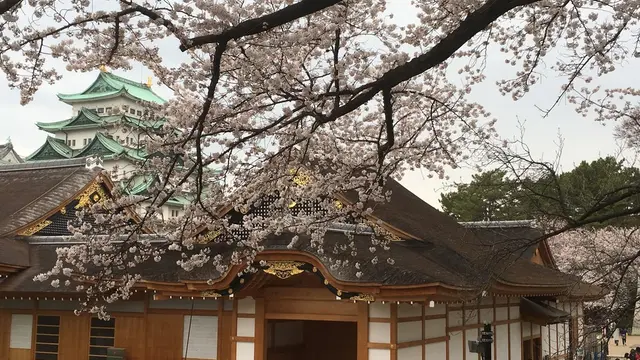 ✨名古屋の美しい桜