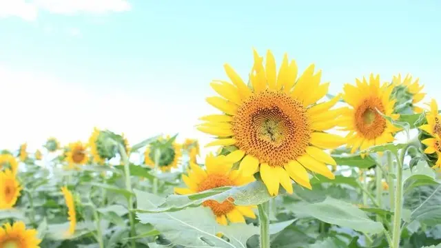 夏に行きたい!那珂町〜常陸大子ドライブ💗