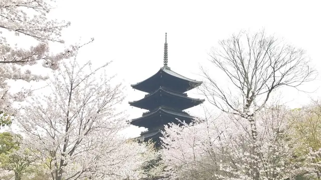桜の京都🌸駆け足旅。