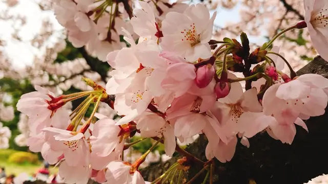 砧公園お花見と、小田急線カフェ巡り