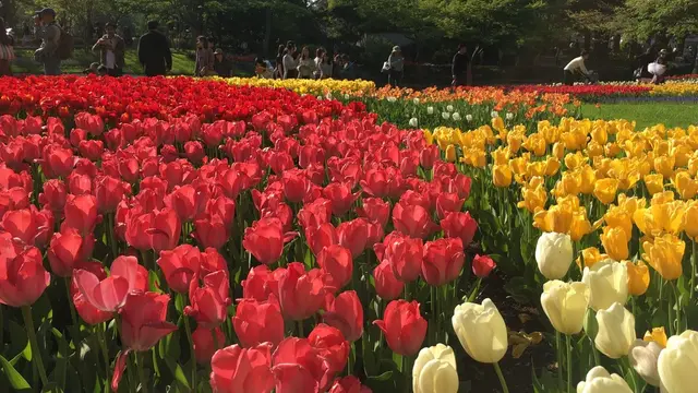 【立川・吉祥寺】ファミリーでもデートでも。都心から30分のオアシス♪昭和記念公園でピクニック♡