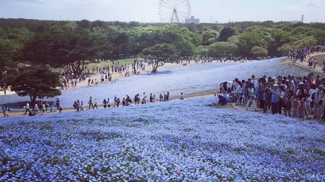 ネモフィラを目指して✨【茨城】ひたちなかサイクリング旅